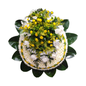 Pompon Pinopios de Rosas Blancas, Chirosas Follaje Asia